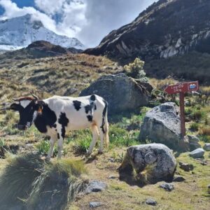 travel group huayhuash - laguna 69 7